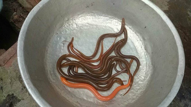 anh4_1508134087515_dtbc