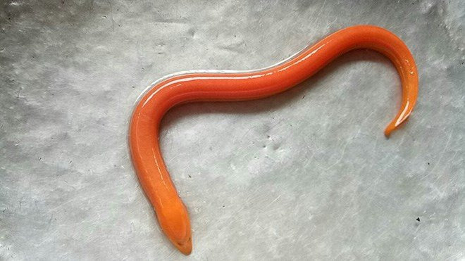 anhluon1_1508130672861_aius