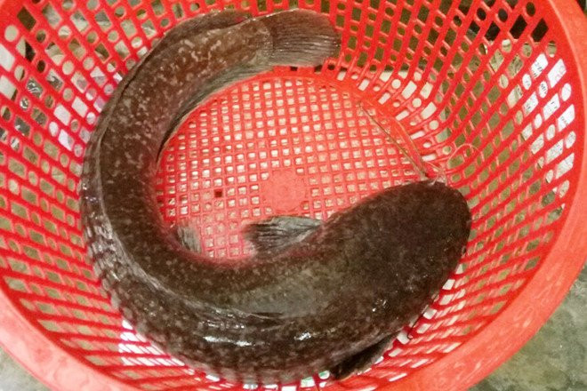 Bat duoc ca tre dai gan 1 m hinh anh 2