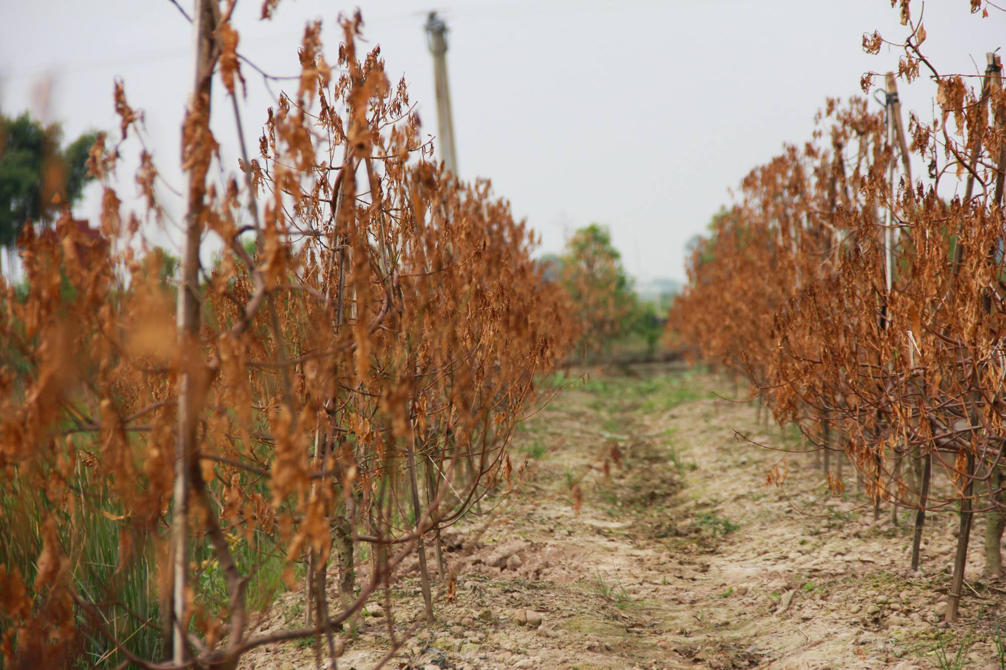 đào tết,Thái Bình
