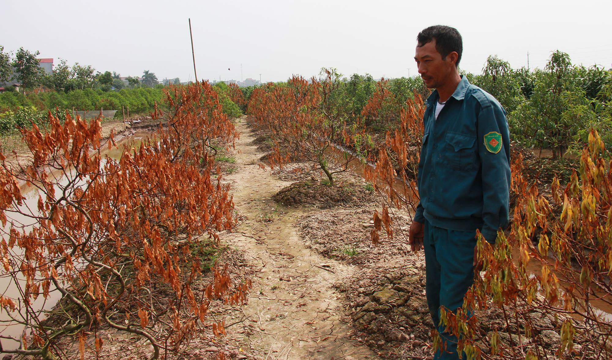 đào tết,Thái Bình