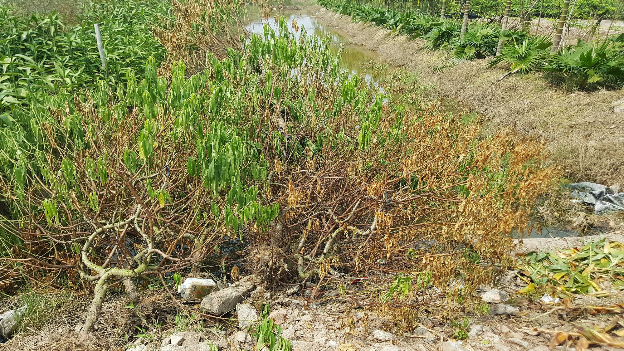 đào tết,Thái Bình