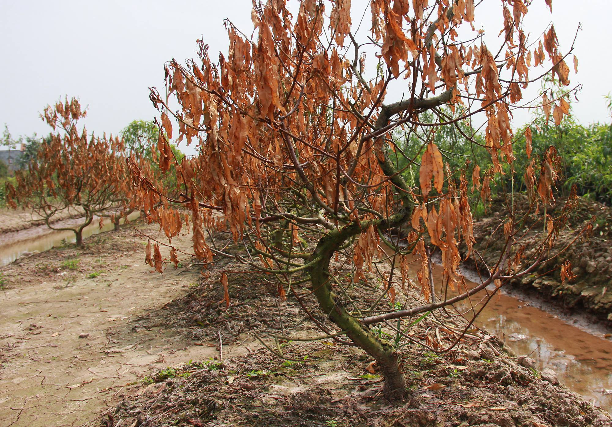 đào tết,Thái Bình