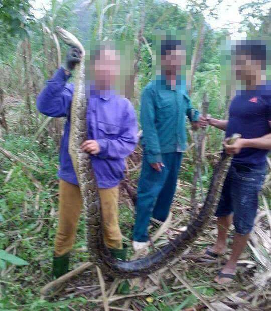 trăn gấm,giết thịt,Nghệ An,động vật quý hiếm