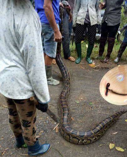 trăn gấm,giết thịt,Nghệ An,động vật quý hiếm