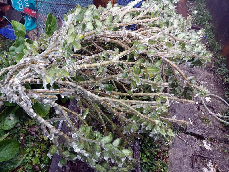 băng tuyết,Cao Bằng,đỉnh núi Phia Oắc,thời tiết miền Bắc,đỉnh Phia Oắc