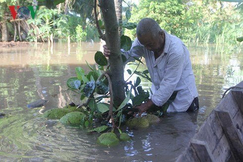 ben tre vo de bao con thanh long gay ngap tren dien rong hinh 3
