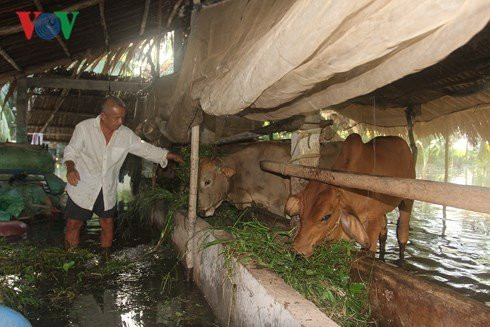 ben tre vo de bao con thanh long gay ngap tren dien rong hinh 4