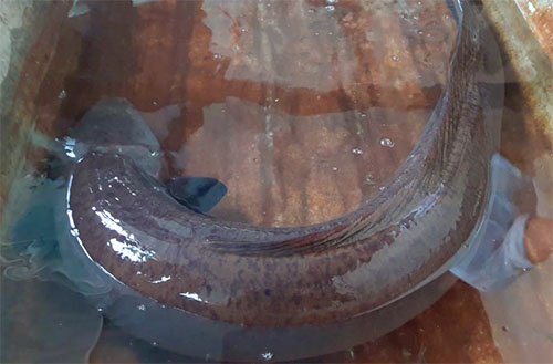 ca-chinh-3-4048-1513590996