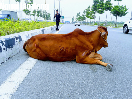 Vụ con bò biến mất: Đã bán hay tiêu hủy? - Ảnh 2.