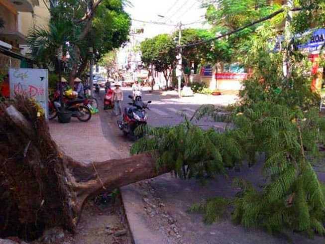 Nhieu cay xanh chet oan do cong trinh... chay Tet hinh anh 1