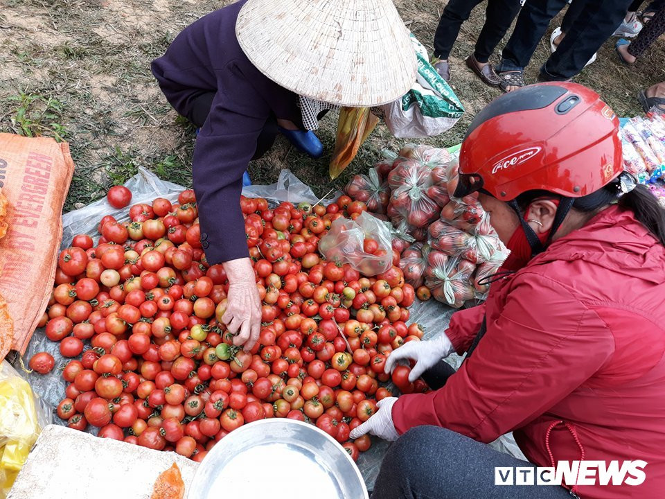 A2 ca chua chin do 4