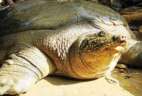 rua-hoan-kiem-2898-1541347461