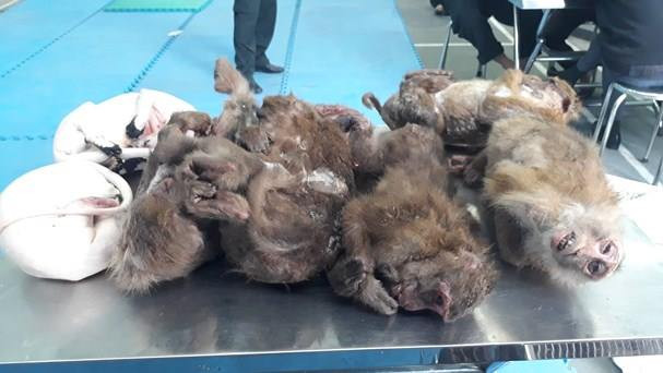 46970613_523472714822084_4510203470300577792_n