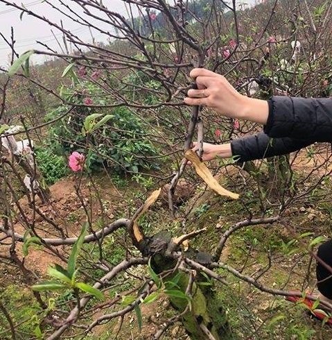 Người dân khóc ròng vì hàng trăm gốc đào bị kẻ gian phá hoại trong đêm4