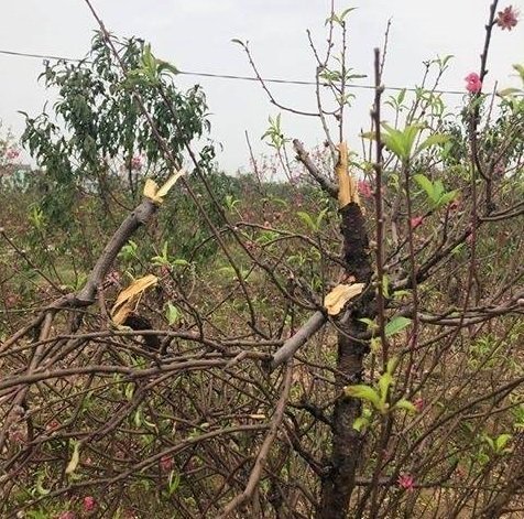 Người dân khóc ròng vì hàng trăm gốc đào bị kẻ gian phá hoại trong đêm23