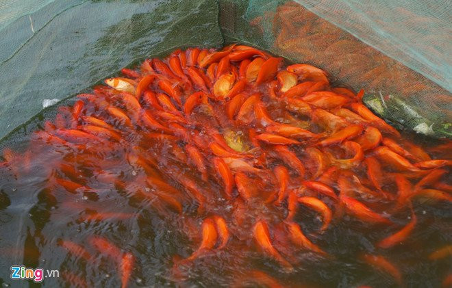 Lang ca chep noi tieng xu Thanh truoc ngay ong Tao ve troi