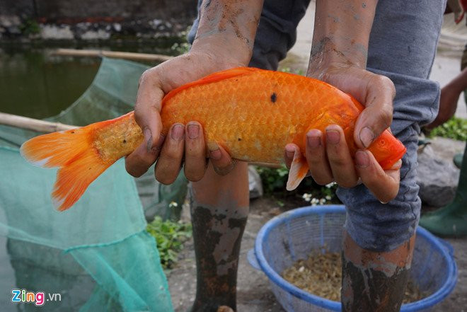 Lang ca chep noi tieng xu Thanh truoc ngay ong Tao ve troi
