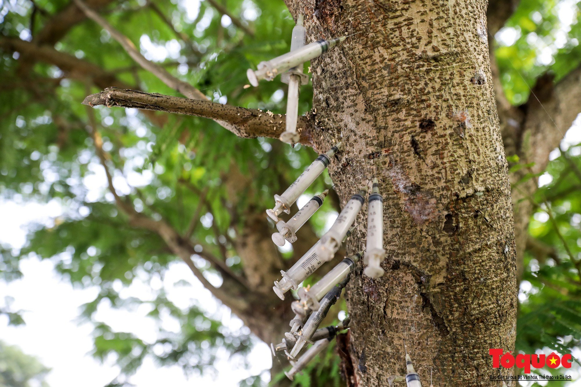 Kinh hoàng khu phố Tam Lư, Bắc Ninh: Bơm kim tiêm vắt vẻo trên cây, nằm la liệt trong nghĩa địa - Ảnh 4.