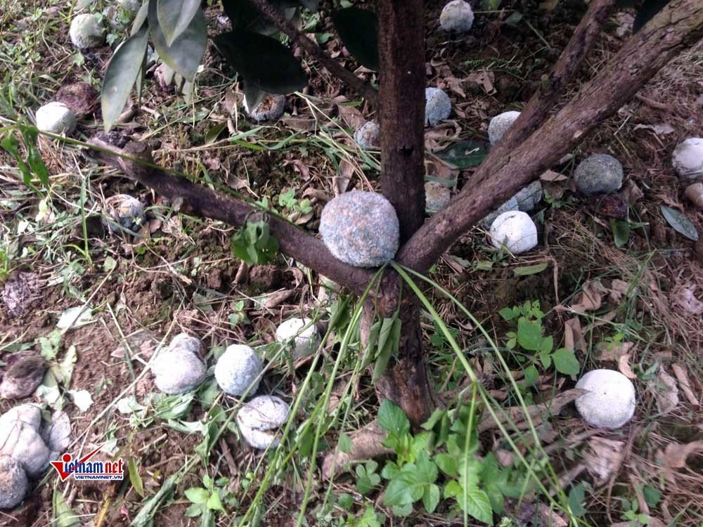 Vợ chồng nông dân Hòa Bình kêu cứu vì vườn cam 7.000 gốc bị phá hoại