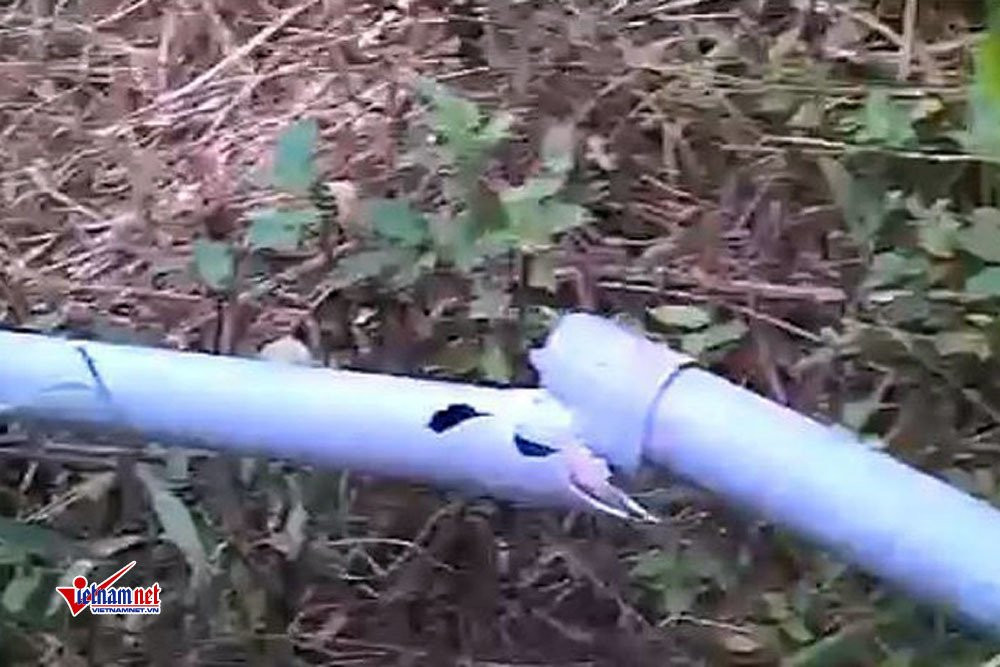 Vợ chồng nông dân Hòa Bình kêu cứu vì vườn cam 7.000 gốc bị phá hoại