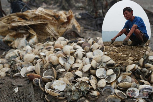 Ngao chết trắng bãi biển, người Hà Tĩnh ngao ngán nhìn hàng chục tỷ bốc hơi