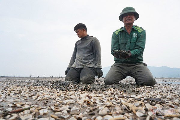 Ngao chết trắng bãi biển, người Hà Tĩnh ngao ngán nhìn hàng chục tỷ bốc hơi
