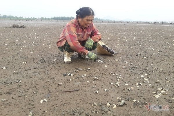 Ngao chết trắng bãi biển, người Hà Tĩnh ngao ngán nhìn hàng chục tỷ bốc hơi
