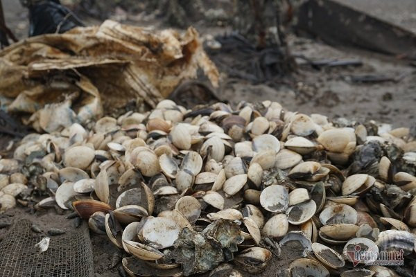 Ngao chết trắng bãi biển, người Hà Tĩnh ngao ngán nhìn hàng chục tỷ bốc hơi