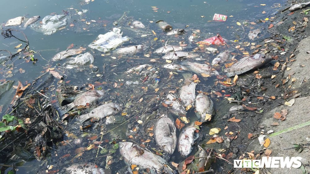 Anh-ca-chet-trang-kenh