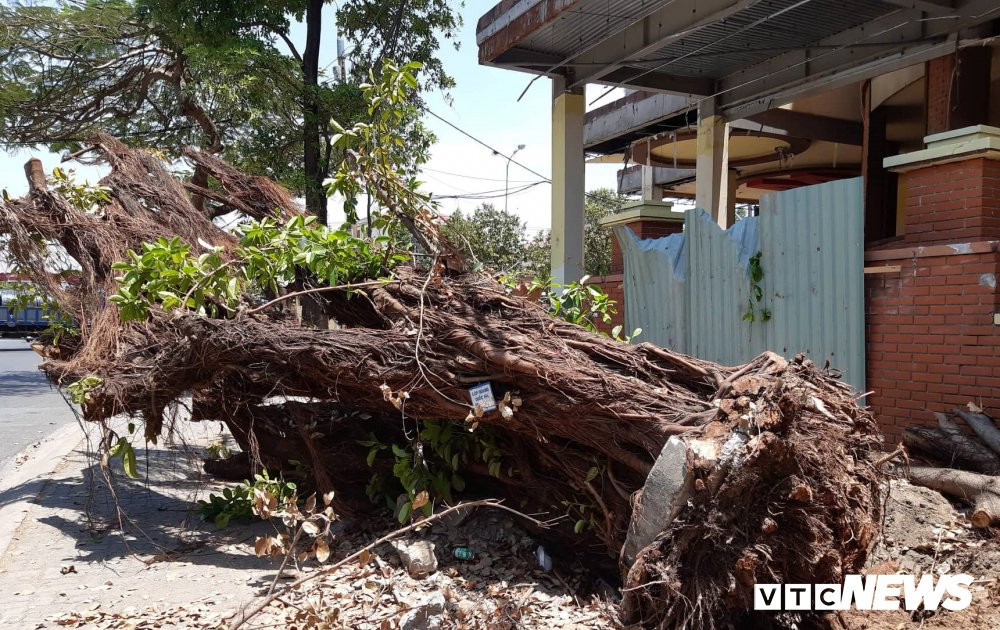 Anh-trom-cay-xanh 2 3