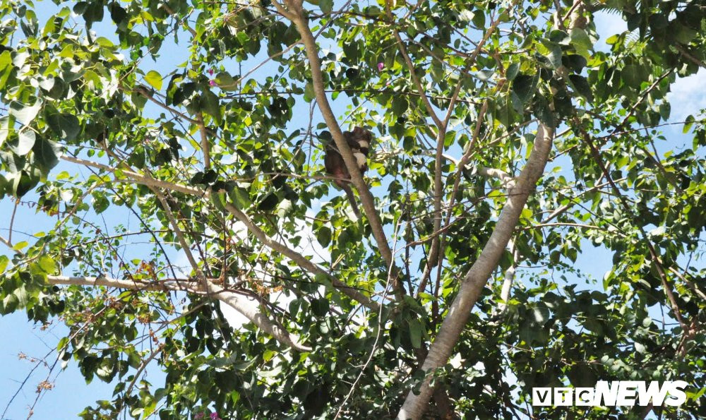 Anh-khi-son-tra 14 7