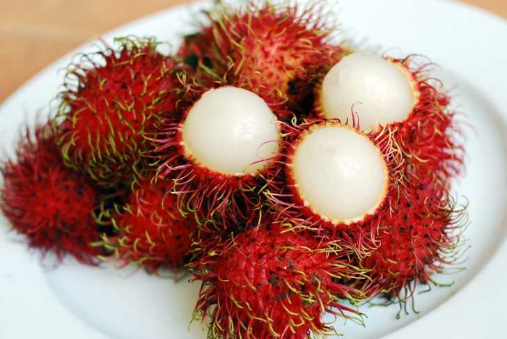 chom chom