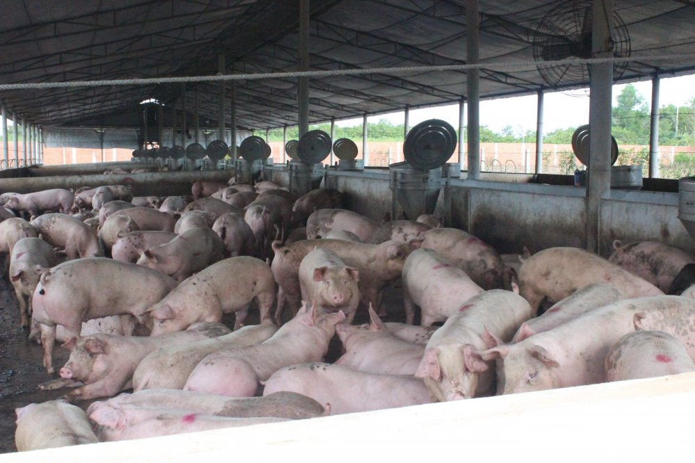 dich-ta-heo-chau-phi