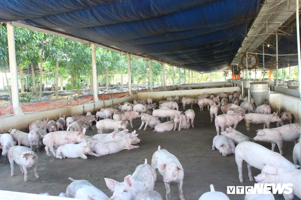 dich-ta-heo-chau-phi1