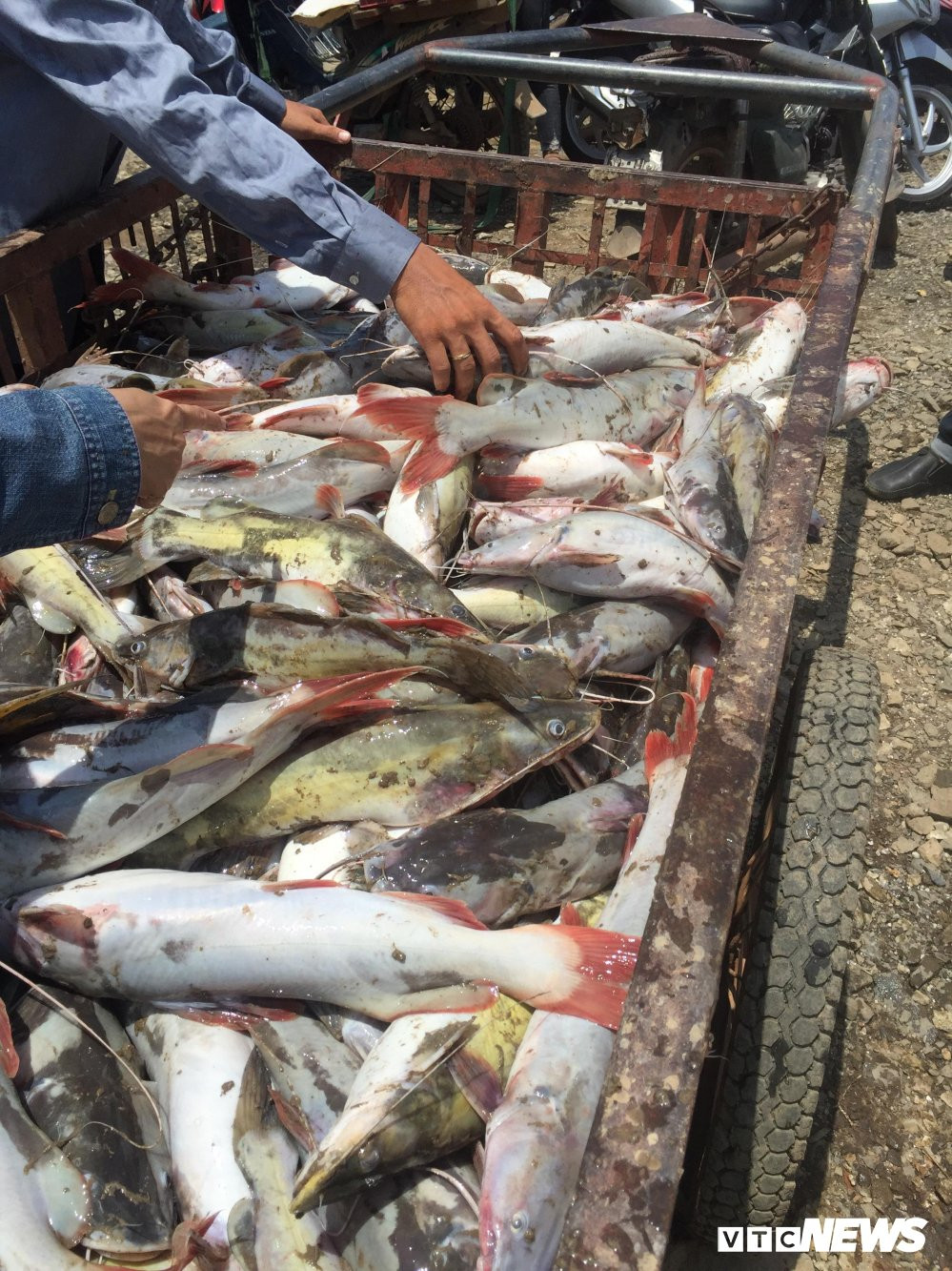 ca-chet-trang-tren-songlanga