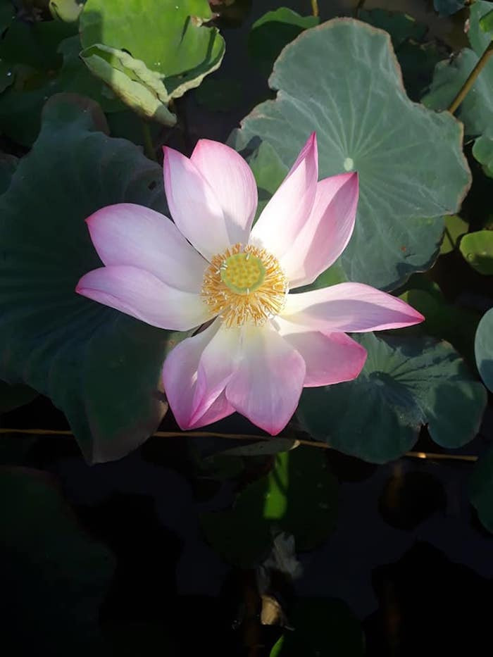 69131078_1678764172258605_7734813797436620800_n 5