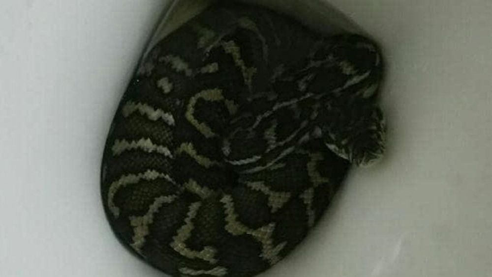 con tran trong bon cau