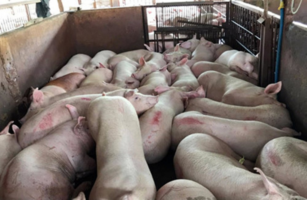 dich ta lon chau phi