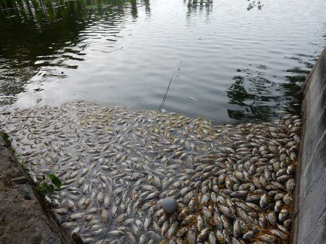 Ngày 1/8, nhiều người dân và du khách ra hóng mát ở hồ Công viên 29-3 (quận Thanh Khê, Đà Nẵng) bất ngờ phát hiện cá chết nổi trắng hồ...Ảnh: Đức Hoàng