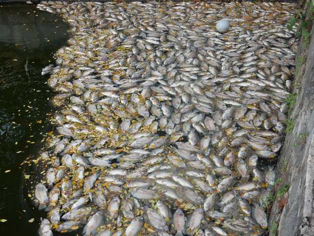 Một số góc hồ cá chết dày đặc, xếp từng lớp lên nhau, bốc lên mùi hôi thối. Ảnh: Đức Hoàng