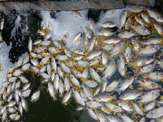 Theo quan sát của phóng viên Báo Gia đình & Xã hội, nguồn nước ở hồ Công viên 29-3 có màu đen. Tại một số vị trí có cống nước thải không biết nguồn gốc từ đâu chảy thẳng xuống hồ...Ảnh: Đức Hoàng