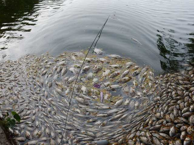 Có mặt kiểm tra tại hiện trường chiều 1/8, ông Phan Quang Khường, Trưởng phòng Tài nguyên và Môi trường quận Thanh Khê cho biết nguyên nhân cá chết là do bùn dưới hồ quá nhiều, lâu ngày không được nạo vét nên cá bị ngạt khí và chết...Ảnh: Đức Hoàng