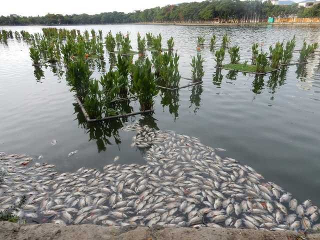 Ông Phan Quang Khường cho biết thêm, ngày hôm nay 1/8 là cá chết nhiều nhất, chủ yếu là cá rô phi. Trước đây hàng năm (từ năm 2008), thỉnh thoảng hồ này có cá chết nhưng ít lắm. Không hiểu vì sao năm nay cá chết nhiều như thế. Chúng tôi yêu cầu công nhân Công ty Thoát nước và xử lý nước thải Đà Nẵng vớt cá và xử lý mùi hôi..., ông Khường nói. Ảnh: Đức Hoàng
