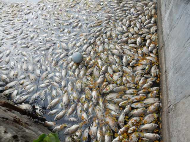 Cá chết dày đặc, trắng hồ. Ảnh: Đức Hoàng
