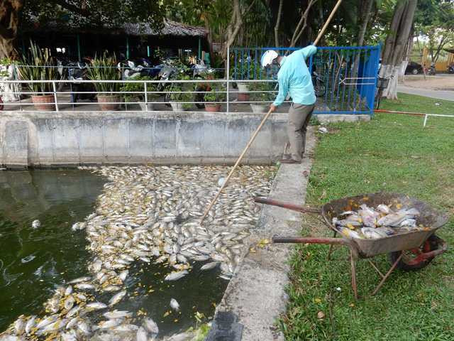 Trong ngày 1/8, công nhân Công ty Thoát nước và xử lý nước thải Đà Nẵng vớt gần 1 tấn cá chết dưới hồ. Ảnh: Đức Hoàng