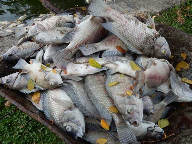 Cá chết được vớt lên để ở xe rùa...Ảnh: Đức Hoàng