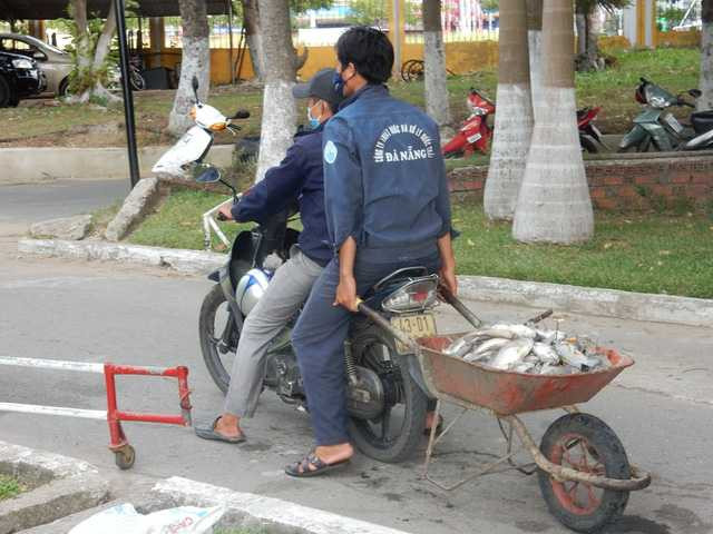 ...rồi các công nhân chở đi tập kết lại một chỗ, sau đó xe chở rác sẽ chở lên bãi rác chôn. Ảnh: Đức Hoàng