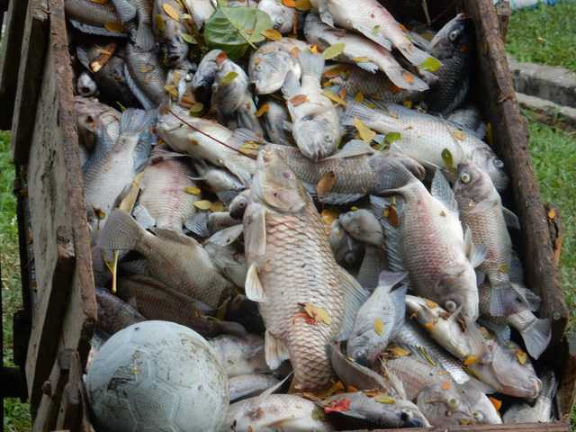 Nhiều con cá rất to, nặng tầm 2-5kg vẫn bị chết, nổi trắng hồ. Ảnh: Đức Hoàng