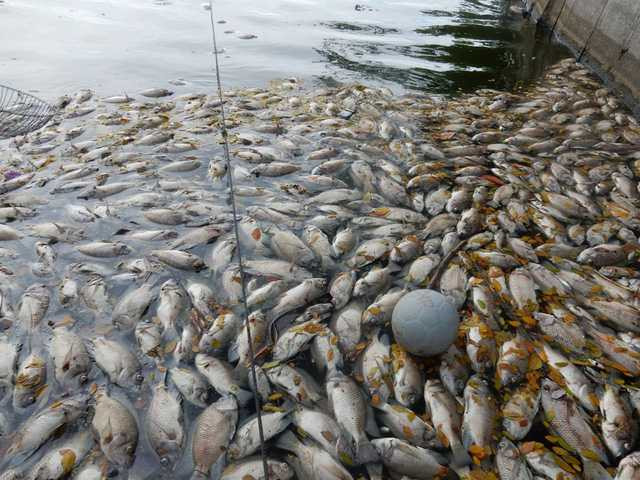 Đây là năm mà cá chết bất thường nhiều nhất mà chúng tôi chứng kiến. Chúng tôi không hiểu vì sao như vậy, mong thành phố nhanh chóng vào cuộc điều tra nguyên nhân, một người dân sống gần hồ Công viên 29-3 nói. Ảnh: Đức Hoàng
